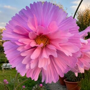 Cupcakes sakura Kozmos tohumu – cosmos bipinnatus