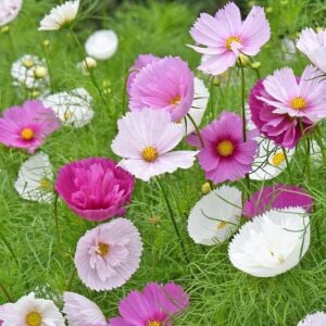 Cupcakes sakura Kozmos tohumu – cosmos bipinnatus