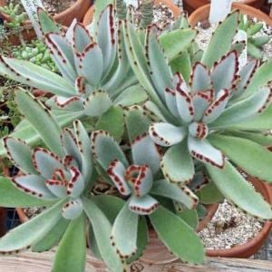 Kalanchoe tomentosa panda plant