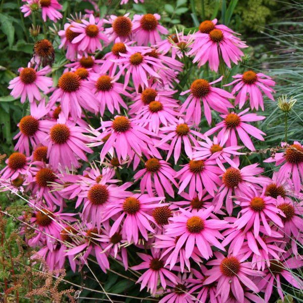 Magnus superior ekinezya fidesi yılın bitkisi ödüllü 3 al 2 öde