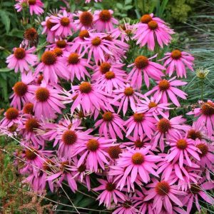 Magnus superior ekinezya fidesi yılın bitkisi ödüllü 3 al 2 öde