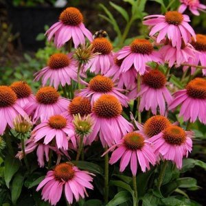 Magnus superior ekinezya fidesi yılın bitkisi ödüllü 3 al 2 öde