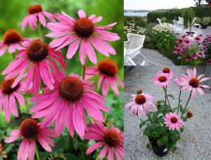 Magnus superior ekinezya fidesi yılın bitkisi ödüllü 3 al 2 öde