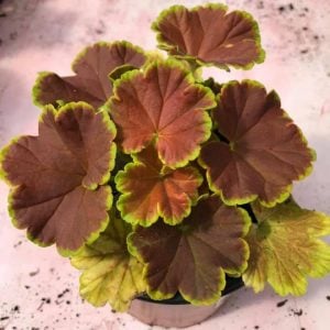 Karamel menekşe dekoratif sardunya fidesi deco caramel violet