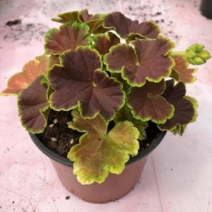 Karamel menekşe dekoratif sardunya fidesi deco caramel violet