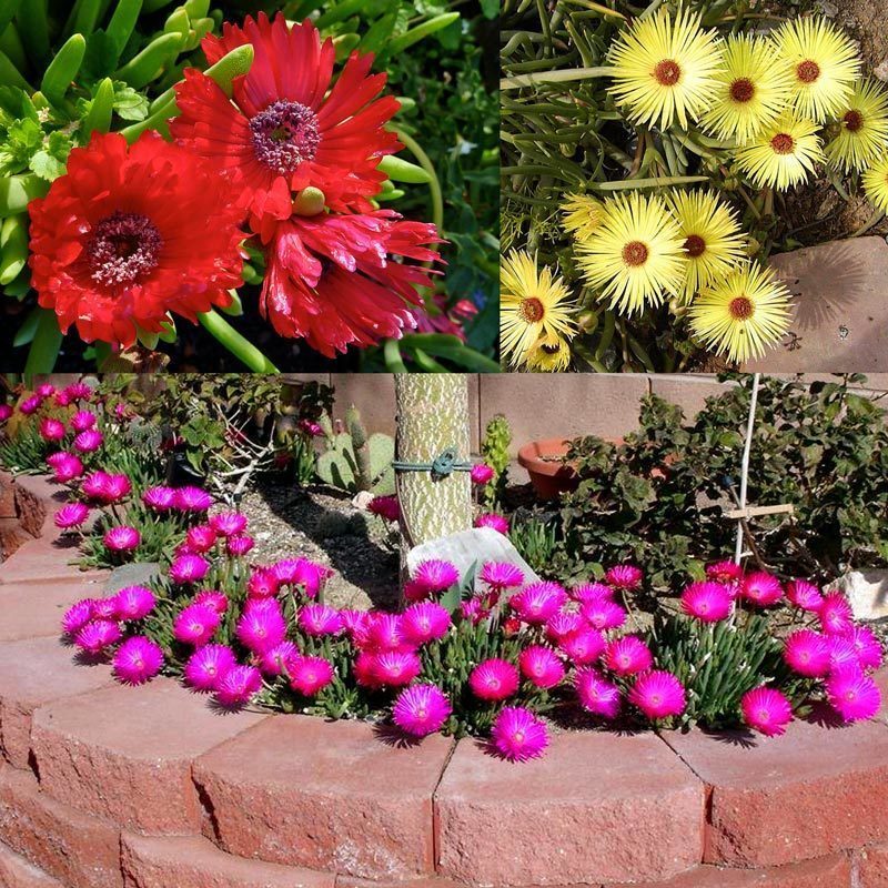 3 adet cephalophyllum çiçekli sukulent bitki karışımı
