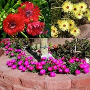 3 adet cephalophyllum çiçekli sukulent bitki karışımı