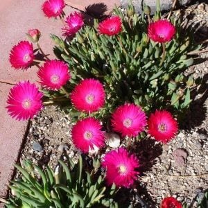 3 adet cephalophyllum çiçekli sukulent bitki karışımı