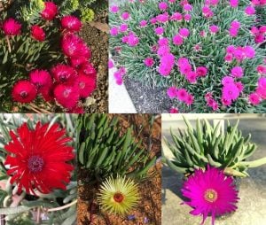 3 adet cephalophyllum çiçekli sukulent bitki karışımı