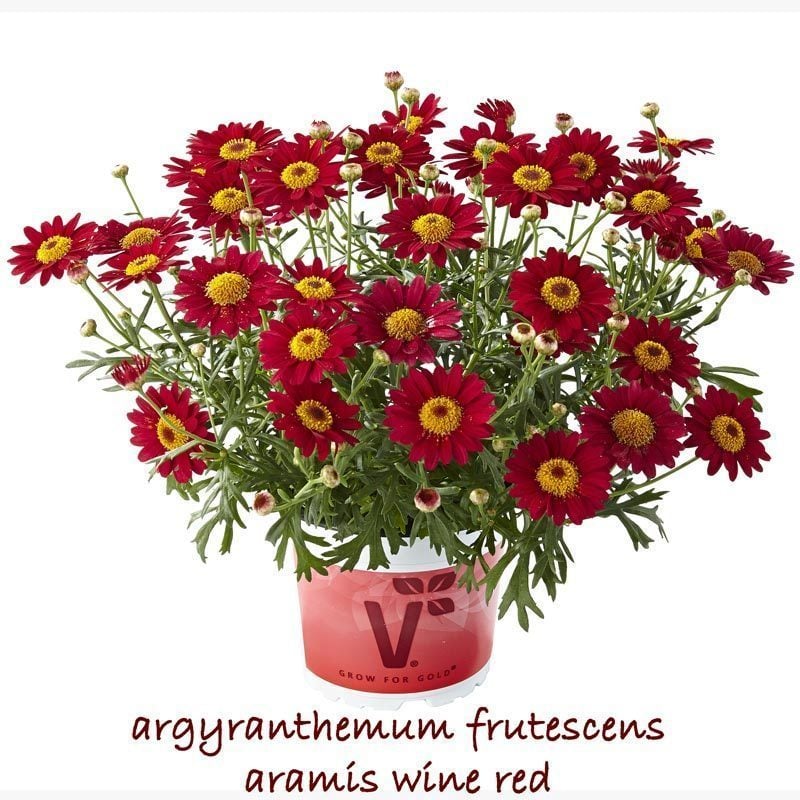 Şarap kırmızı çeşme papatyası argyranthemum aramis wine red