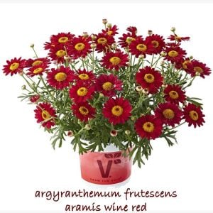 Şarap kırmızı çeşme papatyası argyranthemum aramis wine red