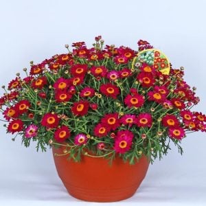Şarap kırmızı çeşme papatyası argyranthemum aramis wine red