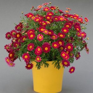 Şarap kırmızı çeşme papatyası argyranthemum aramis wine red