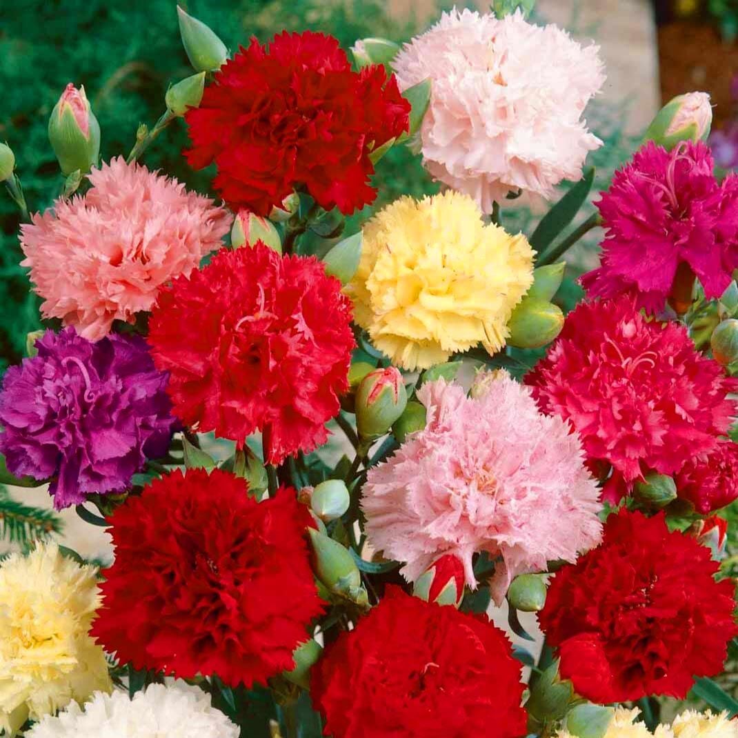Regina Chabaud Karanfil tohumu – dianthus caryophyllus regina mixture