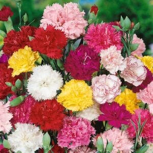 Regina Chabaud Karanfil tohumu – dianthus caryophyllus regina mixture