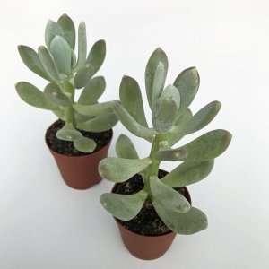 Pachyphytum glutinicaule sukulent bitki