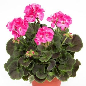 Choco pembe dekoratif sardunya fidesi deco choco pink