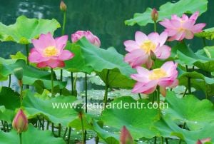 Kutsal lotus tohumu nelumbo nucifera pembe çiçekli kokulu