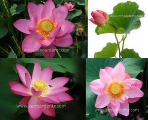 Kutsal lotus tohumu nelumbo nucifera pembe çiçekli kokulu