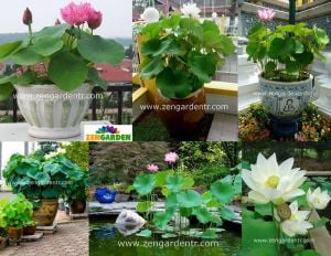Kutsal lotus tohumu nelumbo nucifera pembe çiçekli kokulu