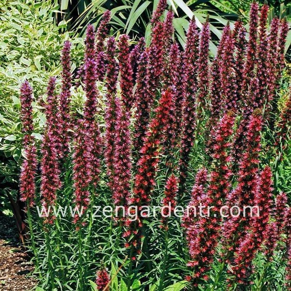 Saksılık echium russicum tohumu rubrum
