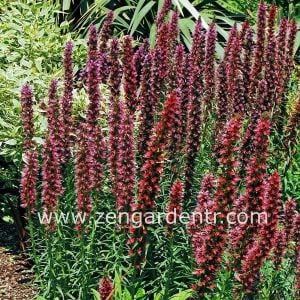Saksılık echium russicum tohumu rubrum