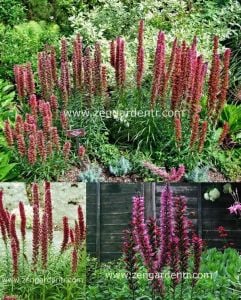 Saksılık echium russicum tohumu rubrum