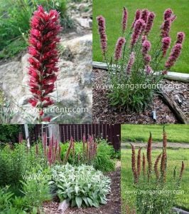 Saksılık echium russicum tohumu rubrum