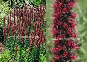 Saksılık echium russicum tohumu rubrum