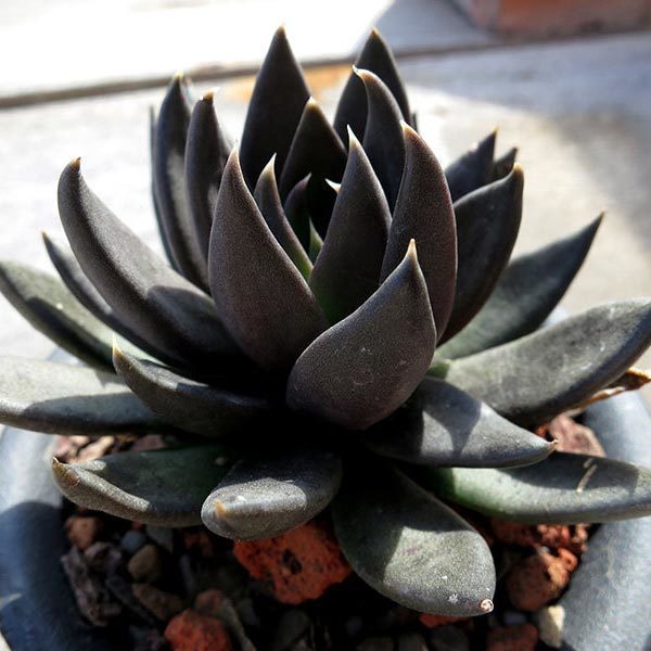 Echeveria affinis
