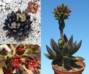 Echeveria affinis