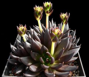Echeveria affinis