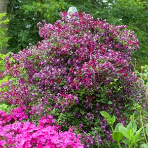 Yoğun Kokulu Sweet Summer Love clematis fidanı orman asması