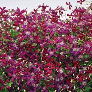 Yoğun Kokulu Sweet Summer Love clematis fidanı orman asması