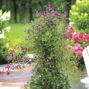 Yoğun Kokulu Sweet Summer Love clematis fidanı orman asması