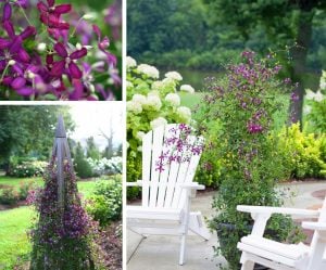 Yoğun Kokulu Sweet Summer Love clematis fidanı orman asması