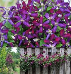 Yoğun Kokulu Sweet Summer Love clematis fidanı orman asması