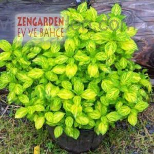 Zencefilli nane fidesi mentha gracilis ginger mint 7 cm saksıda
