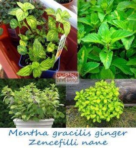 Zencefilli nane fidesi mentha gracilis ginger mint 7 cm saksıda