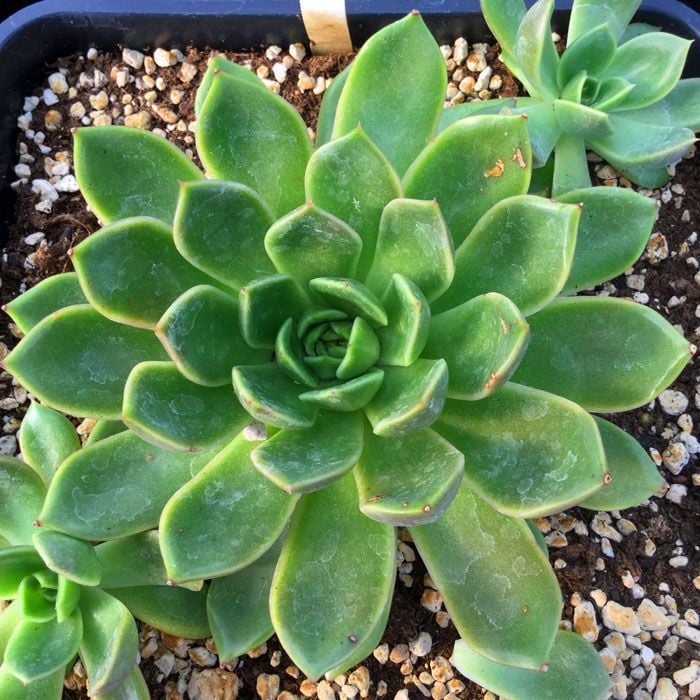 Echeveria mira sukulent bitki