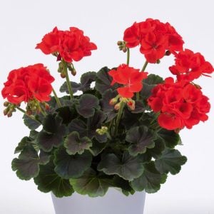 Choco Kırmızı dekoratif sardunya fidesi deco choco scarlet