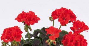 Choco Kırmızı dekoratif sardunya fidesi deco choco scarlet