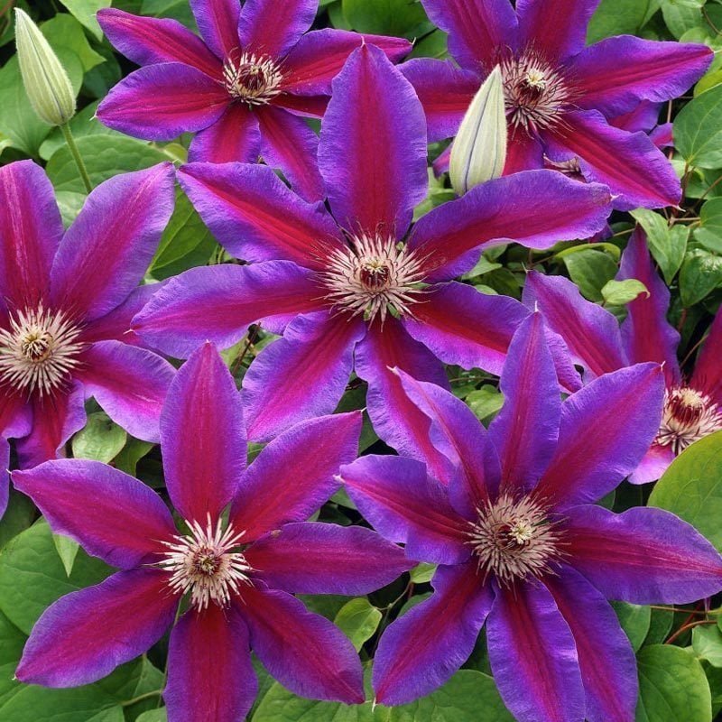 Wildfire 20 cm çiçekli clematis fidanı orman asması sarmaşık