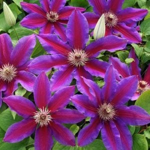 Wildfire 20 cm çiçekli clematis fidanı orman asması sarmaşık