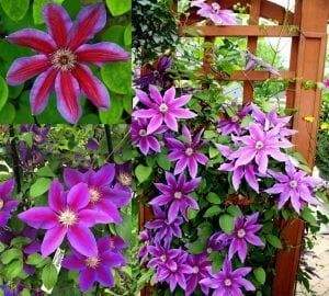 Wildfire 20 cm çiçekli clematis fidanı orman asması sarmaşık