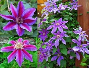 Wildfire 20 cm çiçekli clematis fidanı orman asması sarmaşık