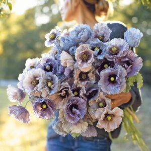 Gri Gelincik tohumu – papaver rhoeas amazing grey