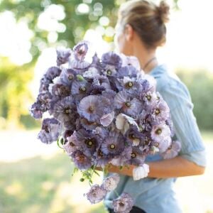 Gri Gelincik tohumu – papaver rhoeas amazing grey