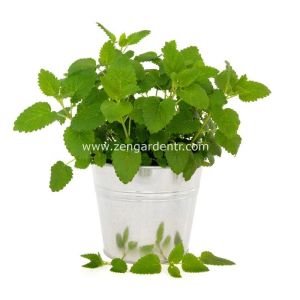 Şifalı melissa fidesi oğul otu fit melissa officinalis 3 fide