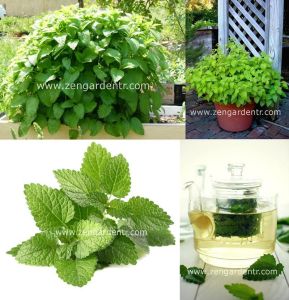 Şifalı melissa fidesi oğul otu fit melissa officinalis 3 fide